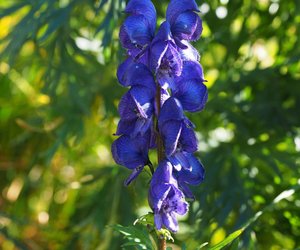 Gefährliche Natur: Ist Eisenhut giftig?