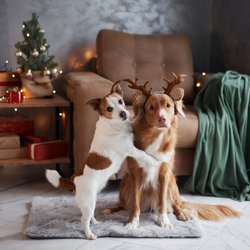 Diese diese knuffigen Geschenke machen eurem Hund an Weihnachten eine Freude