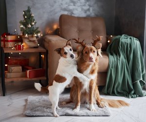 Weihnachtsgeschenke für deinen Vierbeiner: 21 niedliche Ideen für Hunde