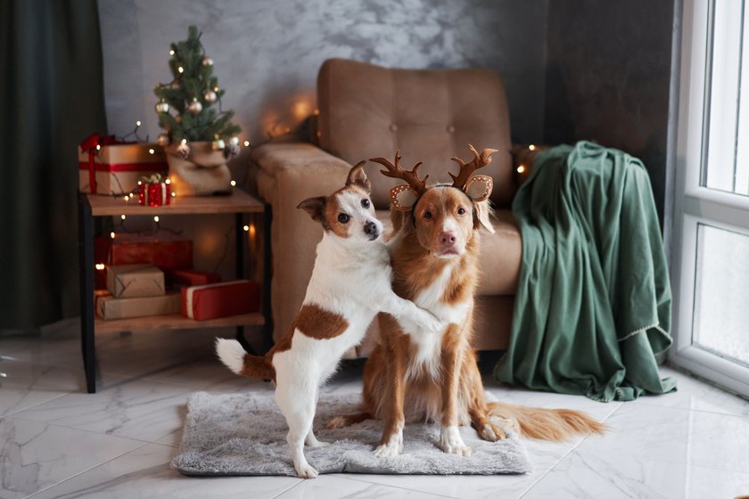 A Jack Russell Terrier and a Nova Scotia Duck Tolling Retriever wearing reindeer antlers, sharing a festive moment by a Christmas tree