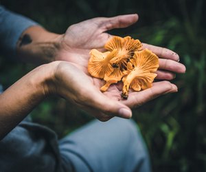 Pfifferlinge in der Schwangerschaft: Darf ich die Pilze genießen?