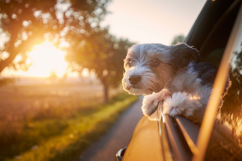 Hunde, die nicht bellen