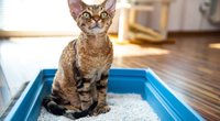Katzenstreu-Matte: Diese 5 Modelle wird eure Fellnase lieben