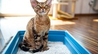 Katzenstreu-Matte: Diese 5 Modelle wird eure Fellnase lieben