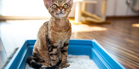 Diese gnstige Katzenstreu von Rossmann ist ein Geheimtipp