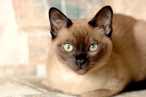 Burma Katze Burma Katze