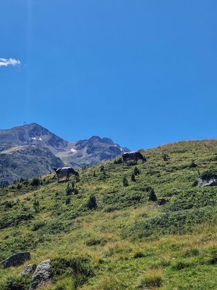 Ötztal mit Kindern: Wer sieht die meisten Kühe? Ein beliebtest Wanderspiel mit Kindern