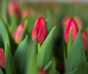Mit diesem simplen Trick bereiten euch Tulpen in der Vase länger Freude