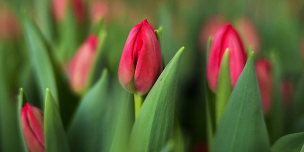 Dieser Geheimtrick hält Tulpen in der Vase länger hübsch