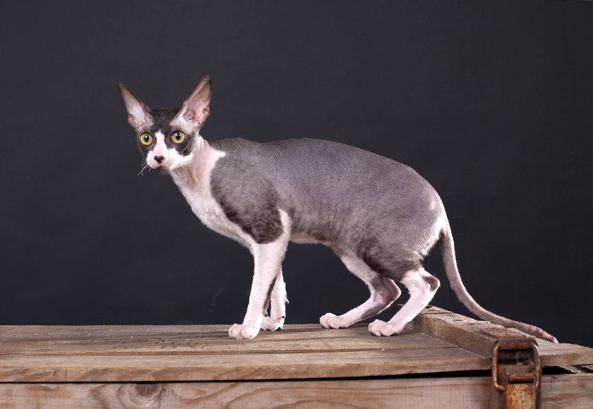 Cornish Rex besitzen ein ausgesprochen kurzes Fell.