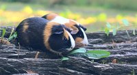 Wo leben Meerschweinchen? Mehr als nur ein Haustier
