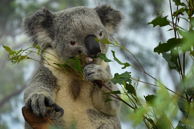 Koala frisst genüsslich Blätter