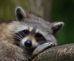 Waschbären: Was fressen sie und darf ich sie füttern?