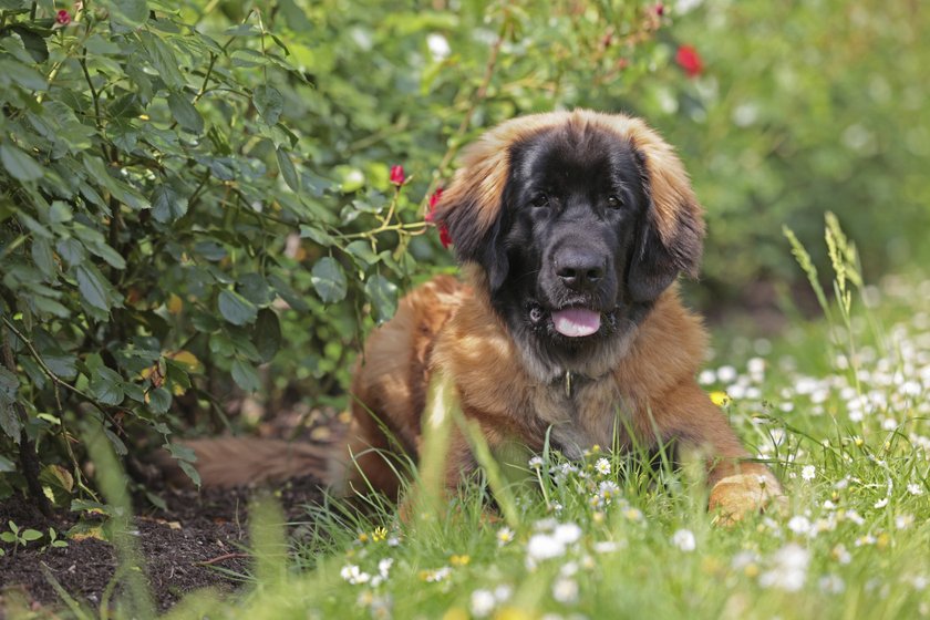 Leonberger