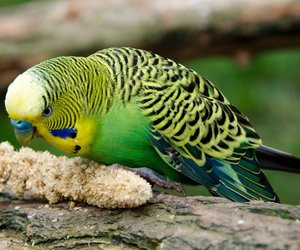 Dürfen Wellensittiche Paprika essen? Das solltest du beachten