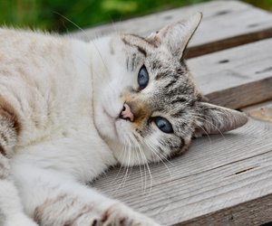 Deine Katze mag kein Wasser? Das sind die Gründe
