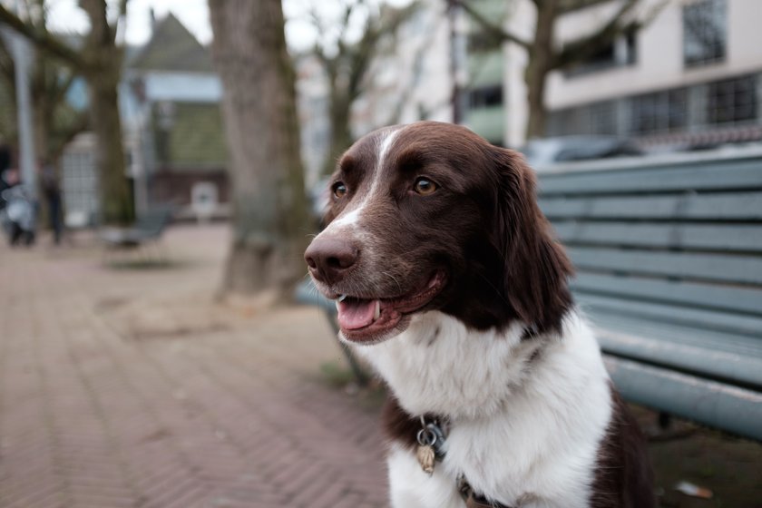 English Springer Spaniel