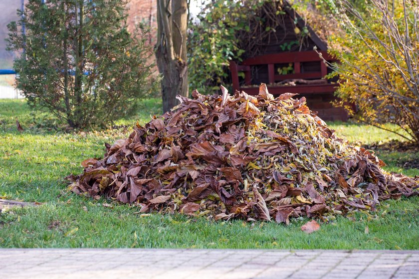 Nature is ready for winter comming. Leaves fell and trees need to be raked.