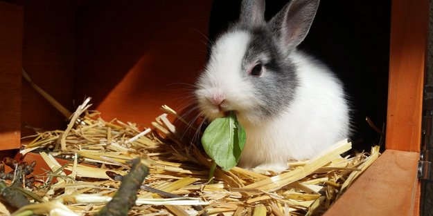 Kaninchen und Basilikum: Dürfen die Nager das Gewürzkraut bekommen?