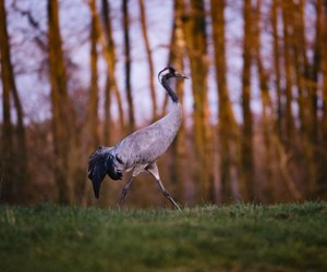 Was&#x20;fressen&#x20;Kraniche&#x20;und&#x20;wo&#x20;verbringen&#x20;sie&#x20;den&#x20;Winter&#x3F;