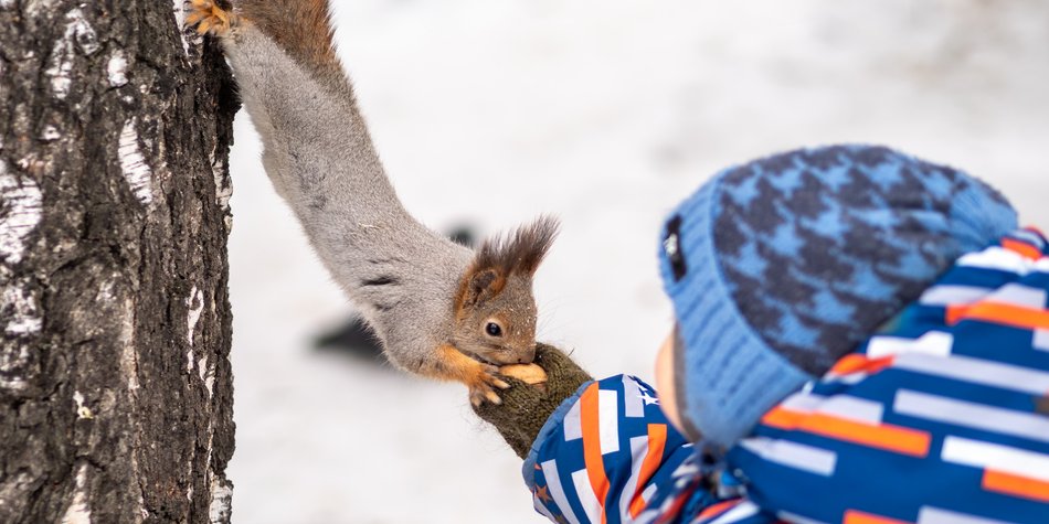 Wo leben Eichhörnchen? Spannende Fakten über den Lebensraum der Nager