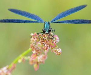 Wie lange leben Libellen? Damit hättest du nicht gerechnet