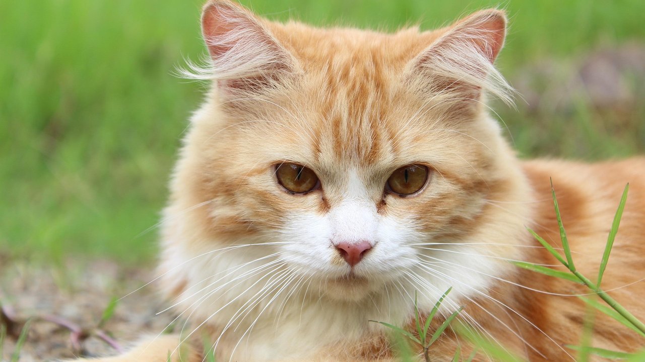 Katzen verlieren ständig Haare – aber wie viele tragen sie eigentlich auf dem Körper?