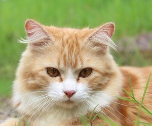 Wie viele Haare hat eine Katze? Faszinierende Fakten zum Katzenfell