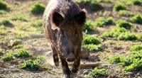 Was fressen Wildschweine und wo leben die Borstentiere?