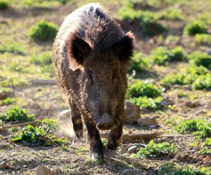 Was fressen Wildschweine und wo leben die Borstentiere?