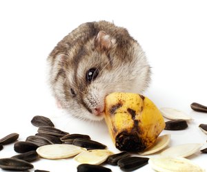 Dürfen Hamster Bananen essen? Das gibt es zu beachten