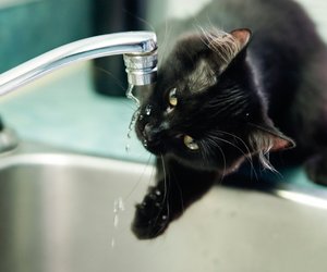 Rossmann-Hit: Der niedliche Tierbrunnen für Katzen-Fans im Check