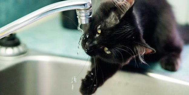 Katzen-Fans aufgepasst: Schnappt euch diesen niedlichen Tierbrunnen von Rossmann