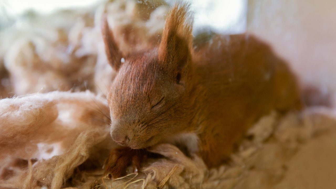 Ein junges, schlafendes Eichhörnchen.