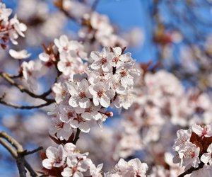 Pflanzen mit K. Welche kennst du?