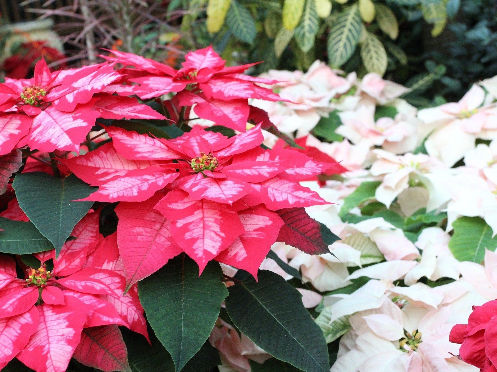 homalomena variegata Homalomena Variegated – INDONESIAPLANTS