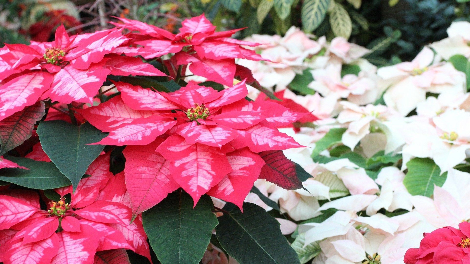 zimmerpflanze roter stiel Philodendron Red