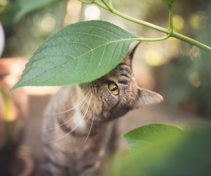 Abenteuerlustige Katzen: Rassen, die täglichen Freigang verlangen