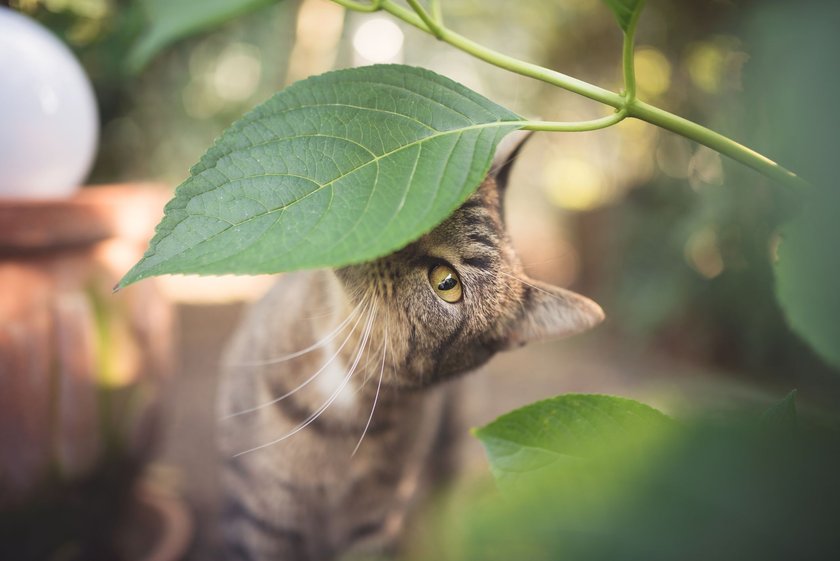 Katzen, die Freigang lieben