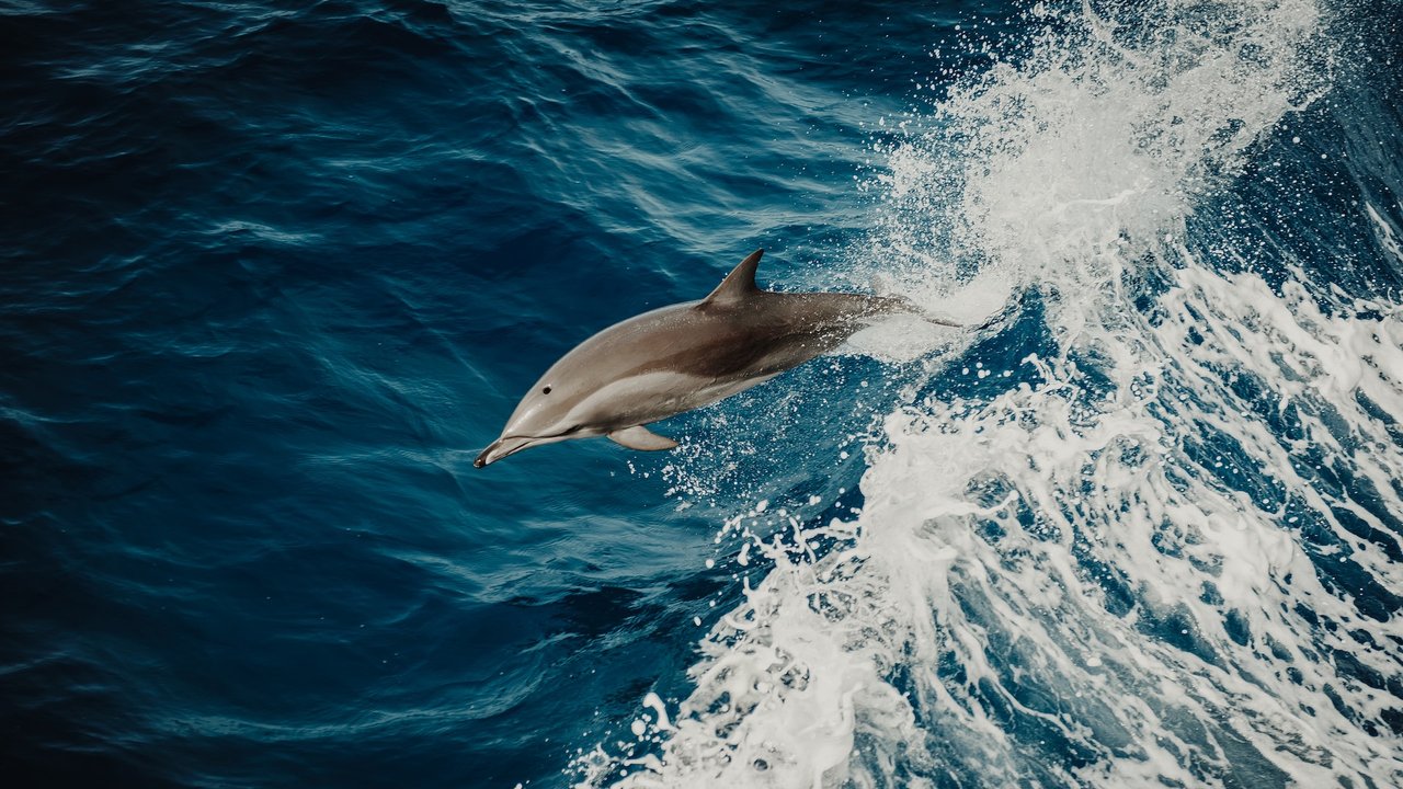 Zu den bekanntesten Tieren, die mit dem Buchstaben „D“ beginnen, gehören wohl die Delfine.