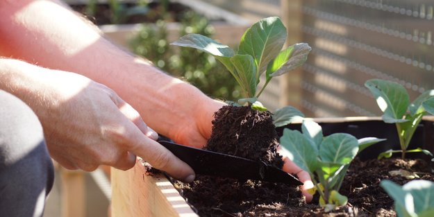 Euer Hochbeet ohne Maden: Mit diesem simplen Hausmittel gelingt's garantiert