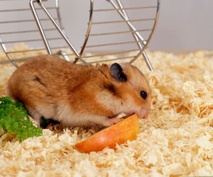 Dürfen Hamster Äpfel essen? Das musst du beachten