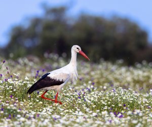 Wie alt werden Störche? Wissen für kleine Tierfans