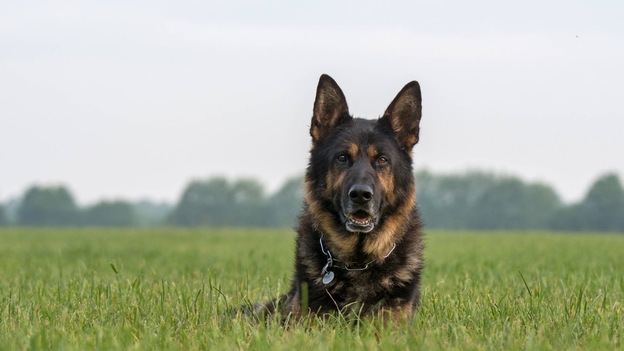 Deutsche Schäferhunde sind für ihre Treue und ihr Pflichtbewusstsein bekannt.