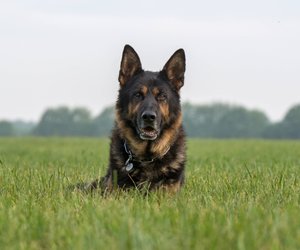 Deutscher Schäferhund: Zeige im Quiz, was du alles über die Rasse weißt