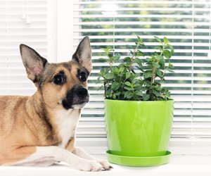 Dürfen Hunde Minze essen?