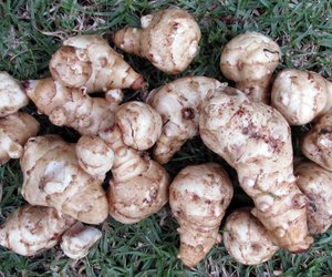 Topinambur&#x20;in&#x20;der&#x20;Schwangerschaft&#x3A;&#x20;Geht&#x20;das&#x3F;&#x20;