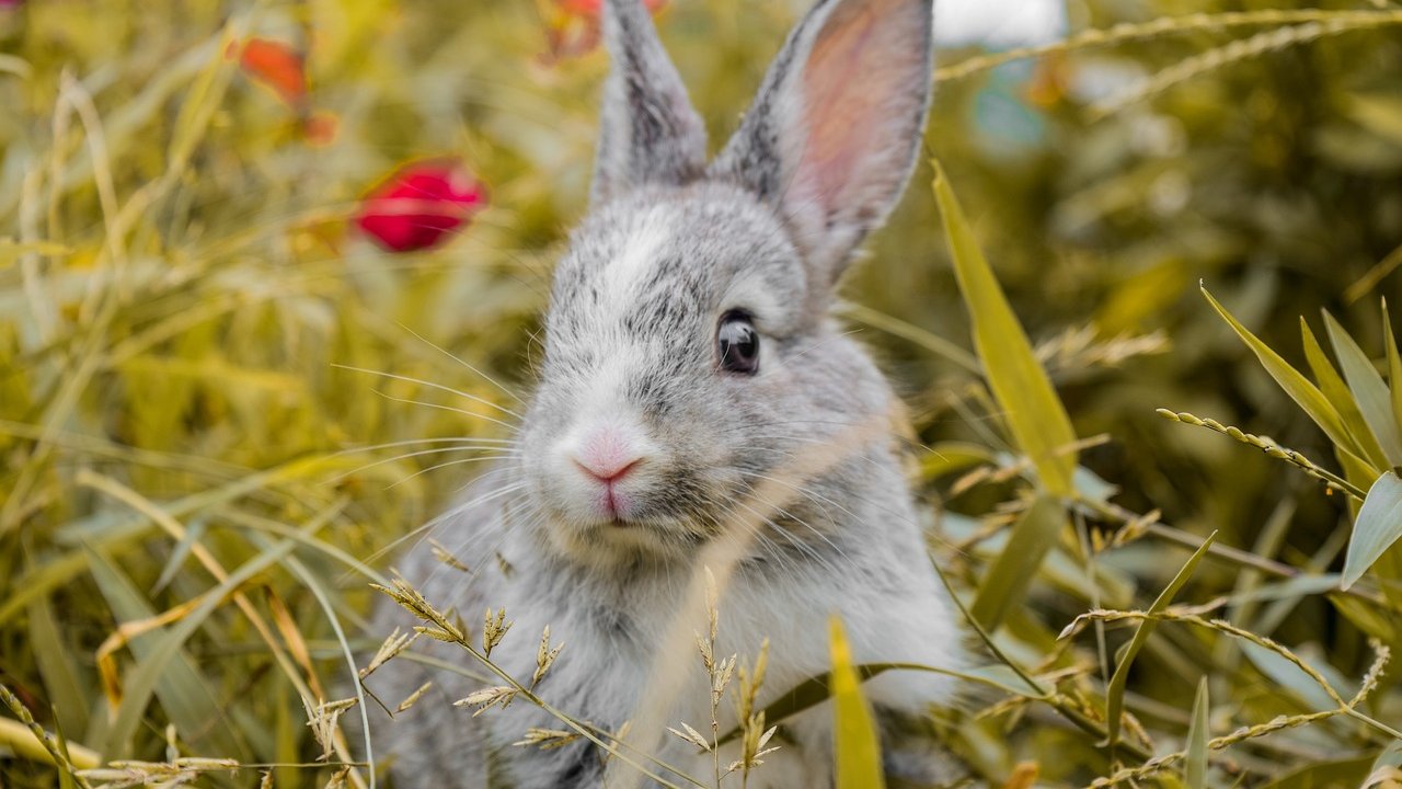 Kaninchen lieben Gras und verstecken sich gern darin.