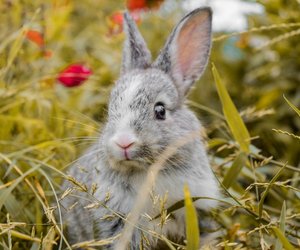 Wie oft sollte man Kaninchen füttern? So bleiben sie fit und gesund