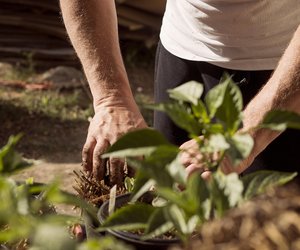 Sechs Gemüsesorten, die im Mai gesät oder gepflanzt werden sollten